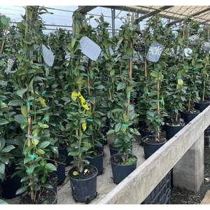 Csillag jázmin  TRACHELOSPERMUM JASMINOIDES 125/150 K3