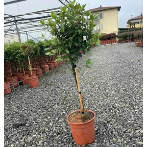 Téli bangita VIBURNUM TINUS T1/4 K7