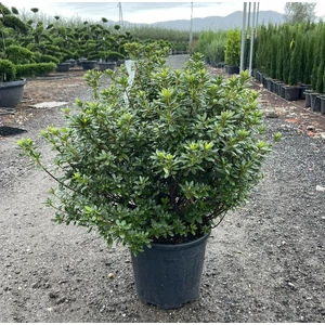 Japán azálea        AZALEA JAPONICA 40/+ K18