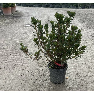 Japán azálea        AZALEA JAPONICA K3