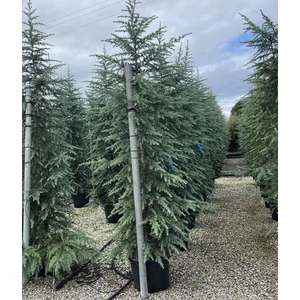 Himalájai cédrus   CEDRUS DEODARA 300/+ K80