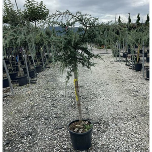 Csüngő himalájai cédrus  CEDRUS DEODARA PENDULA T1/2 K20