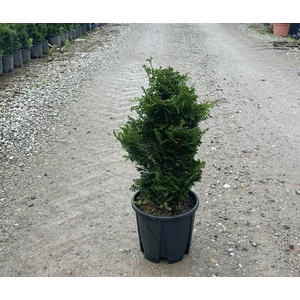 Hinoki hamisciprus  CHAMAECYPARIS OBTUSA NANA GRACILIS 40/+ K9