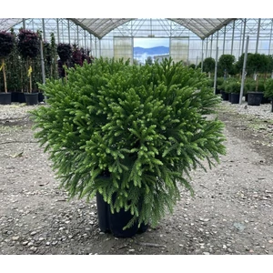 Törpe japán szugifenyő   CRYPTOMERIA JAPONICA GLOBOSA NANA 40/+ K9