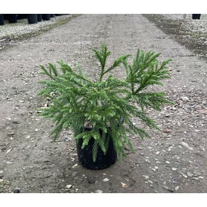 Törpe japán szugifenyő   CRYPTOMERIA JAPONICA GLOBOSA NANA 10/20 K3