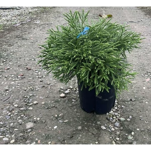 Törpe japán szugifenyő   CRYPTOMERIA JAPONICA LITTLE CHAMPION 20/40 K9