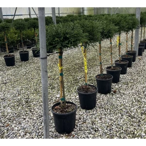Törpe japán szugifenyő   CRYPTOMERIA JAPONICA LITTLE CHAMPION T1/4 K9