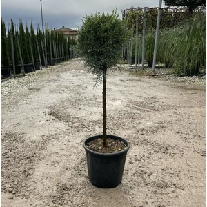 Oszlopos, kék arizoniai ciprus CUPRESSUS ARIZONICA FASTIGIATA T1/4 K9