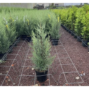 Oszlopos, kék arizoniai ciprus CUPRESSUS ARIZONICA FASTIGIATA 80/+ K9