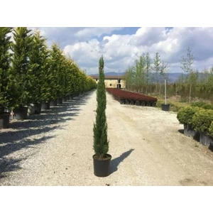 Toszkán ciprus   CUPRESSUS SEMPERVIRENS PYRAMIDALIS 120/140 K18