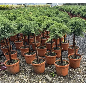 Boróka    JUNIPERUS FAJTÁK T1/4 K5
