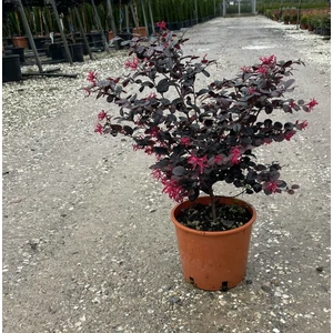 Kínai rojtosvirág   LOROPETALUM CHINENSIS BLACK PEARL 20/40 K3