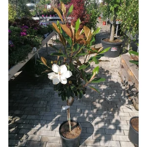 Örökzöld liliomfa   MAGNOLIA GRANDIFLORA LITTLE GEM T1/4 K9