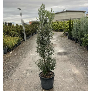 Olajfa   OLEA EUROPAEA 125/+ K20