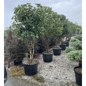 Felemáslevelű illatcserje OSMANTHUS AQUIFOLIUM K9