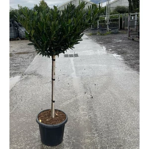 Keskenylevelű babérmeggy  PRUNUS LAUROCERASUS OTTO LUYKEN T1/2 K25