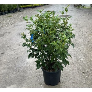 Téli bangita   VIBURNUM TINUS EVE PRICE 20/40 K3