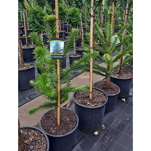 Chilei fenyő ARAUCARIA ARAUCANA 80/100 K15/18