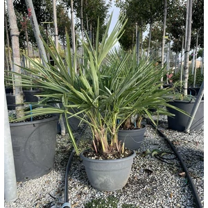 Kínai kenderpálma  CHAMAEROPS EXCELSA 3 TÖRZSES BONSAI TÁLBAN 