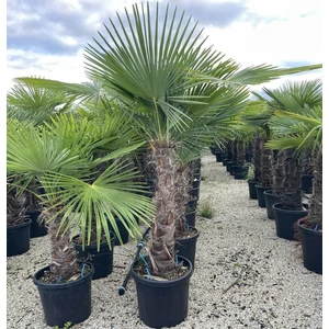 Kínai kenderpálma CHAMAEROPS EXCELSA TR70/80 K35