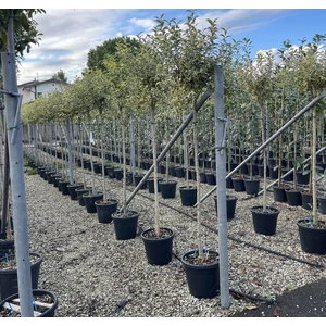 Aranytarka télizöld fagyal LIGUSTRUM JAPONICUM EXCELSUM SUPERBUM T3/4 K20
