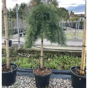 Japán erdeifenyő   PINUS DENSIFLORA PENDULA T1/2 K25