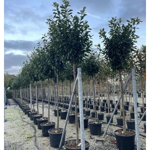 Közönséges babérmeggy   PRUNUS LAUROCERASUS NOVITA T200 10/14 K40/50