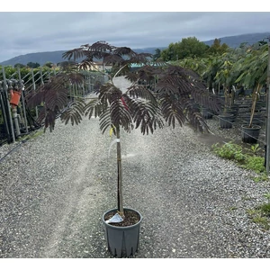 Selyemakác    ALBIZIA JULIBRISSIN SUMMER CHOCOLATE T1/2 K15