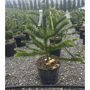 Chilei fenyő  ARAUCARIA ARAUCANA 100/110 K35