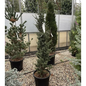 Oszlopos atlasz cédrus CEDRUS ATLANTICA FASTIGIATA 150/175 K30