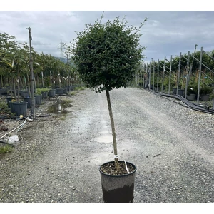 Aprólevelű fagyal   LIGUSTRUM DELAVAYANUM T1/4 20/30 K10