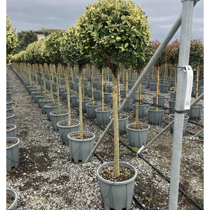 Aranytarka télizöld fagyal LIGUSTRUM OVALIFOLIUM AUREUM T1/2 K18