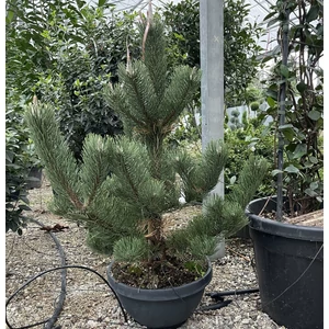 Feketefenyő   PINUS NIGRA OREGON GREEN 60/80 TÁLBAN K35