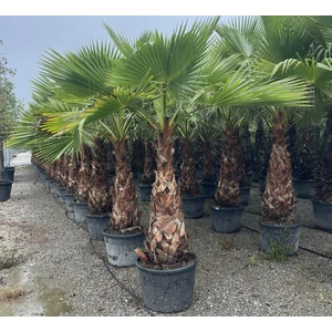 Fidzsi pálma PRITCHARDIA ROBUSTA TR140/160 K220