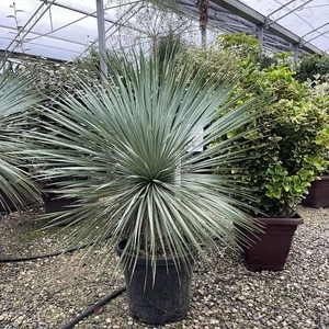 Pálmaliliom    YUCCA ROSTRATA TR20/30 K35