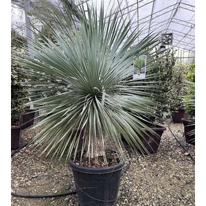 Pálmaliliom    YUCCA ROSTRATA TR30/40 K35