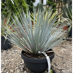 Pálmaliliom    YUCCA ROSTRATA TÁLBAN K30