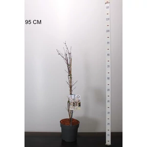 Kóreai hóvessző   ABELIOPHYLLUM DISTICHUM 60/70 K3