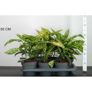 Márványos babérsom AUCUBA JAPONICA CROTONIFOLIA 25/30 CS17