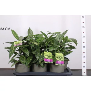 Tarkalevelű babérsom  AUCUBA JAPONICA VARIEGATA 25/+ CS17