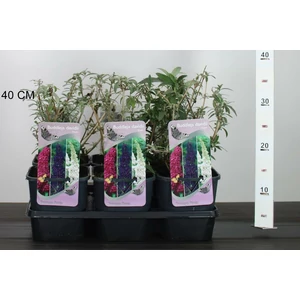 Nyári orgona BUDDLEJA DAVIDII TRICOLOR K2