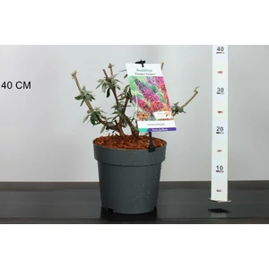Nyári orgona BUDDLEJA DAVIDII FLOWER POWER K3