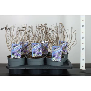 Angol kékszakáll CARYOPTERIS CLANDONENSIS HEAVENLY BLUE CS17