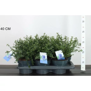Kék táskavirág CEANOTHUS THYRSIFLORUS REPENS 25/+ K2