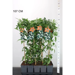 Iszalag    CLEMATIS WINTER BEAUTY 80CM K2