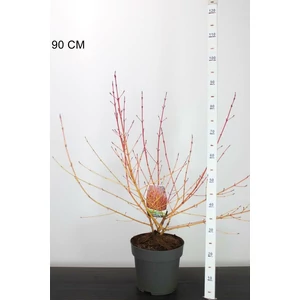 Veresgyűrűs som CORNUS SANGUINEA MIDWINTER FIRE 50/60 K7