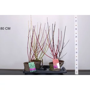 Som fajták CORNUS FAJTÁK 50/60 CS17