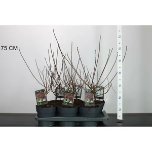 Bíbor cserszömörce COTINUS COGGYGRIA DUSKY MAIDEN 30/40 K2