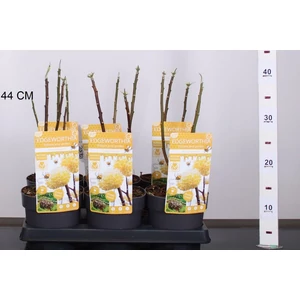 Papírcserje    EDGEWORTHIA CHRYSANTHA GRANDIFLORA 20/30 CS15