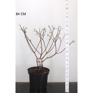 Papírcserje    EDGEWORTHIA CHRYSANTHA RED DRAGON 40/60 K10